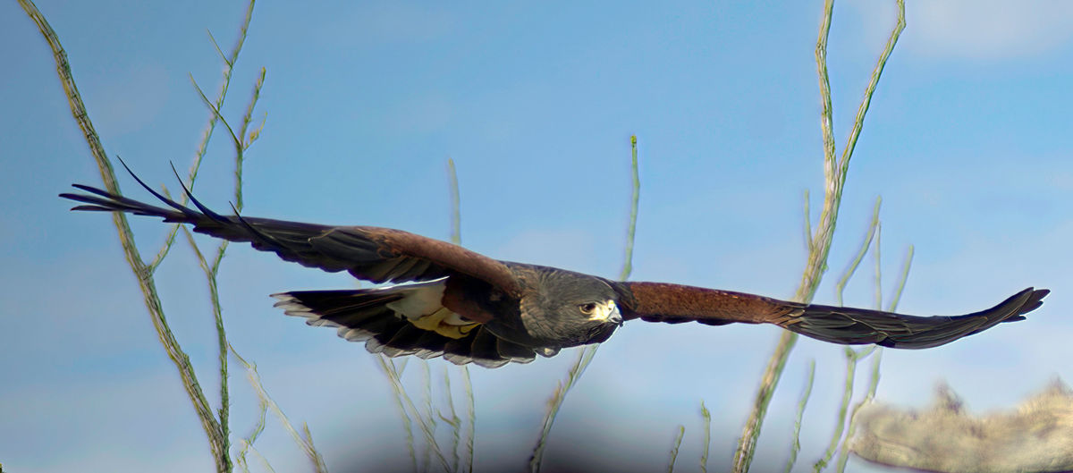 Harris's Hawk -soaring in...