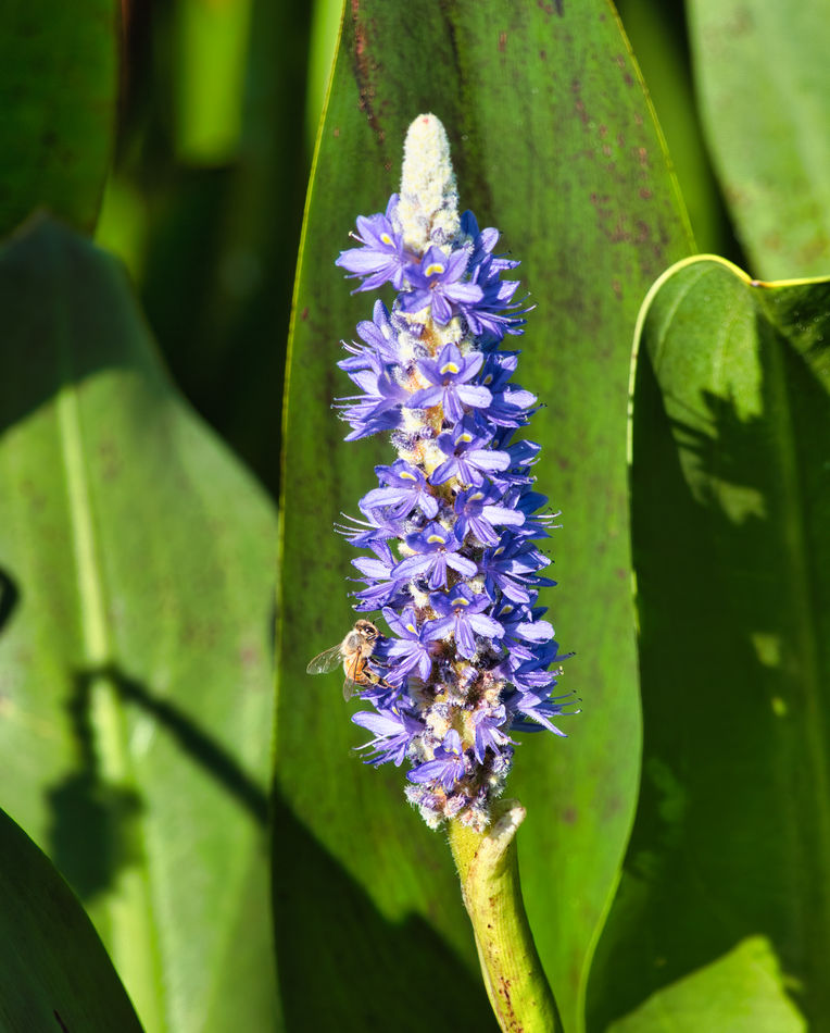 Hyacinth & Bee...