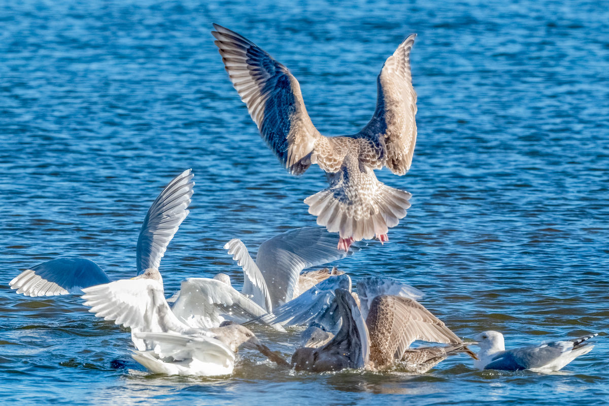 Gulls fighting over Salmon carcass...