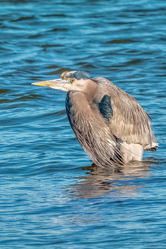 GBH In Deep Water...