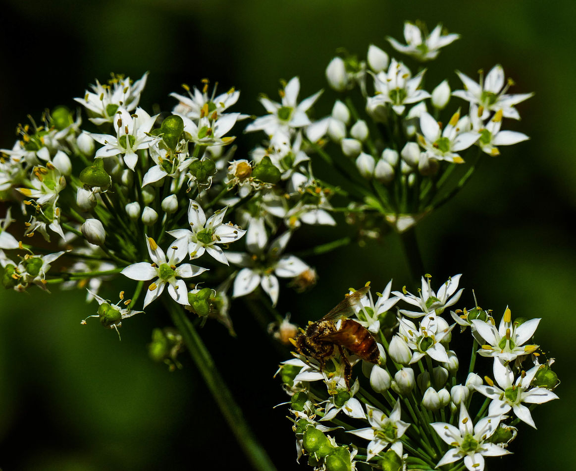 Garlic Chive blossoms...