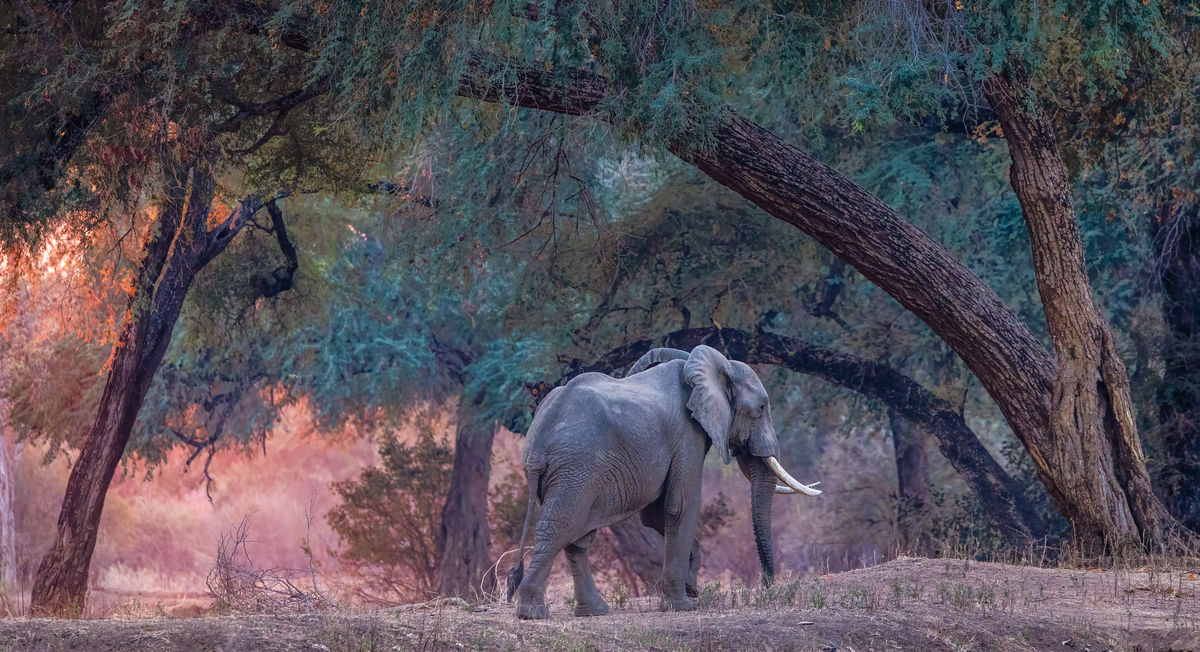 The magical forest colors of Mana Pools...
