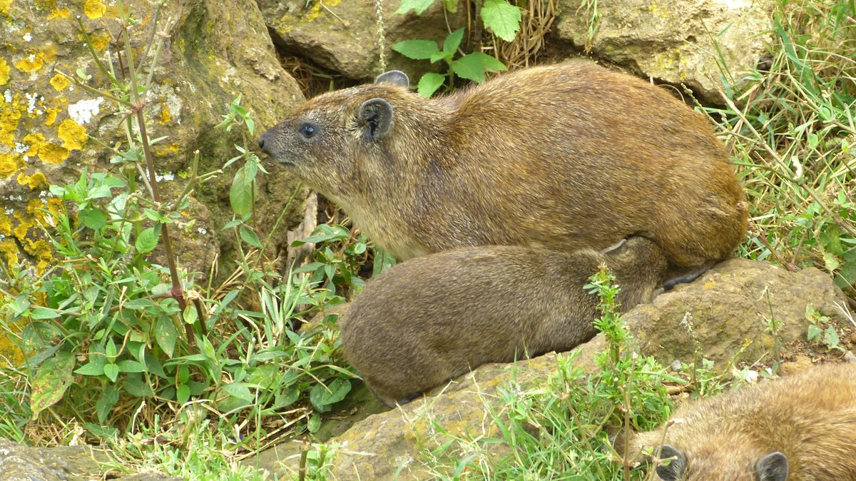 The Rock Hyrax, close relative of the mighty Eleph...