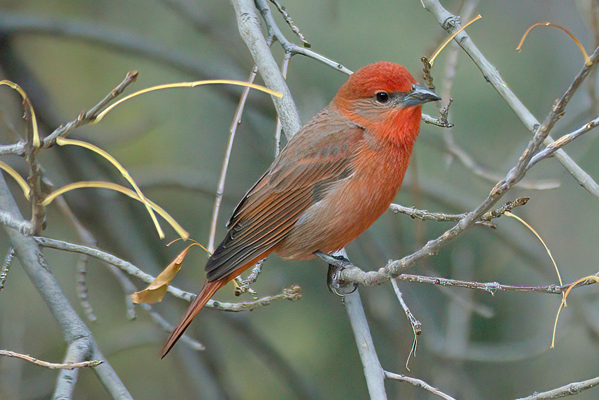 male Hepatic Tanager...