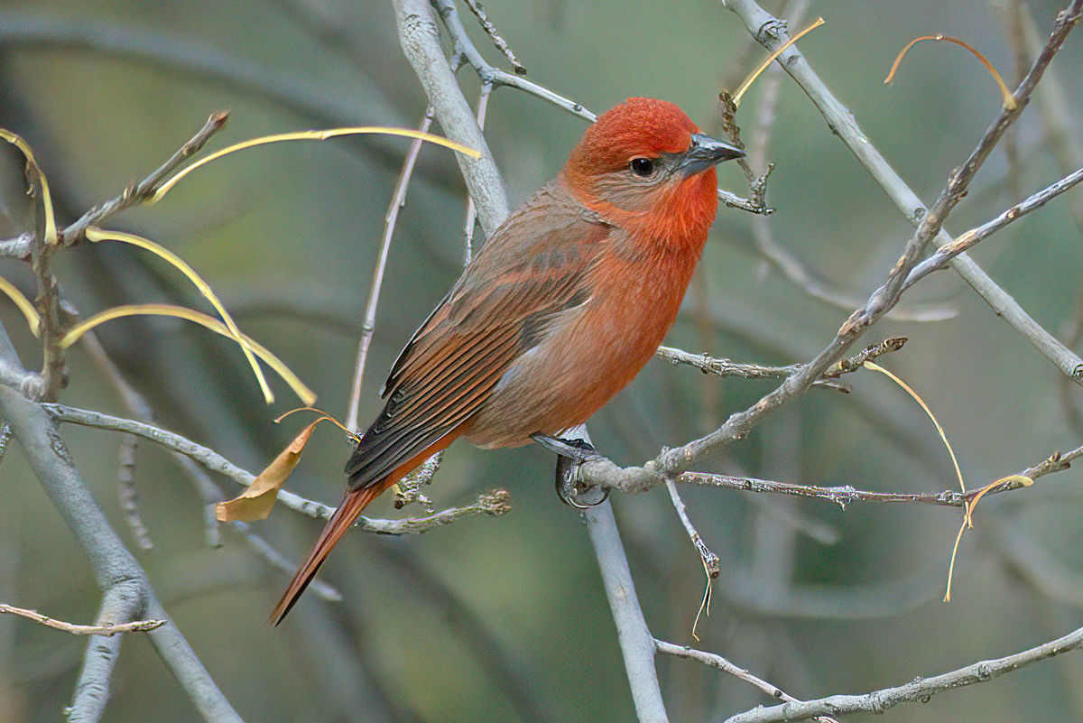2md male Hepatic Tanager...