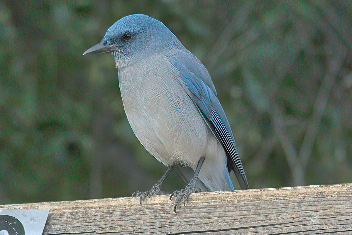 Mexican Jay...