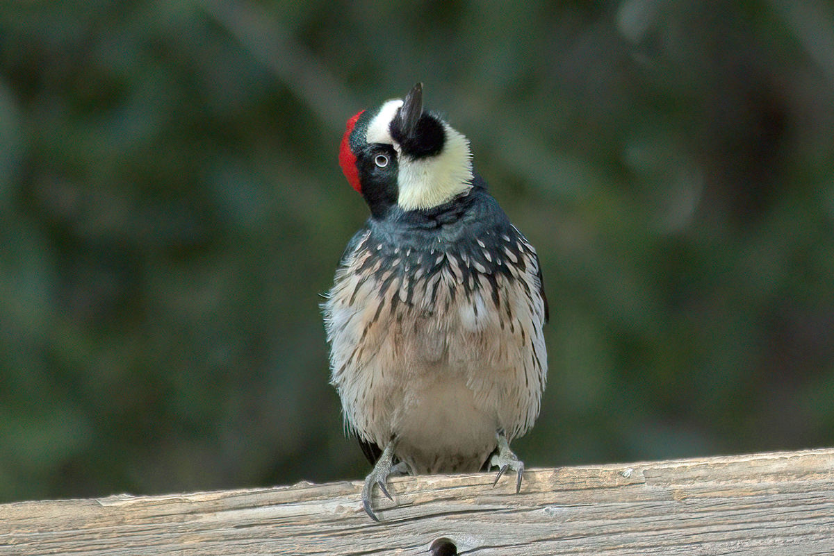 Acorn Woodpecker...