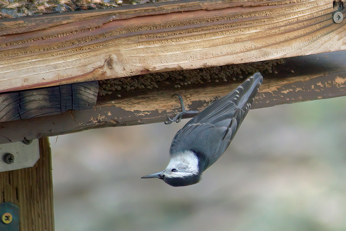 White-Breasted Nuthatch...