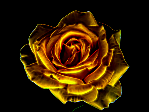Yellow rose (of Texas???) – in 2004...