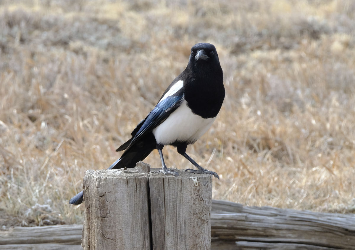 Maggie the magpie?...