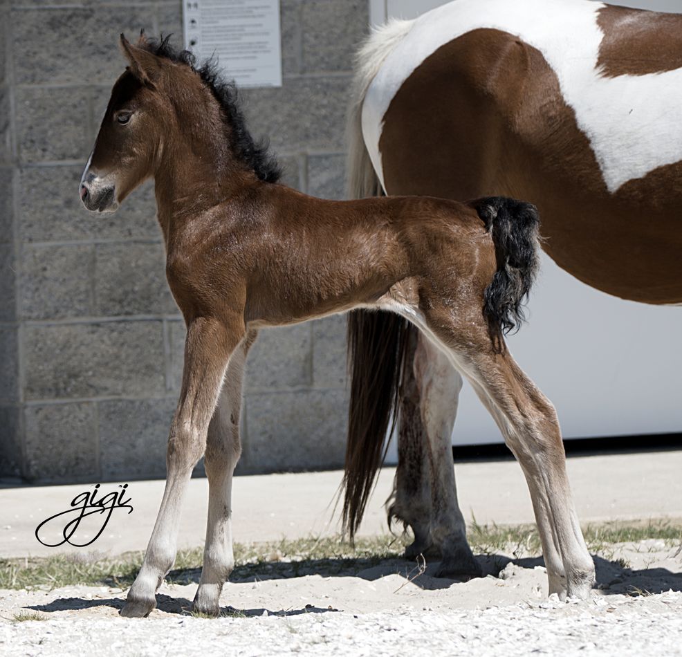 Assateague Wild Pony, Chief, colt born in May 2021...
