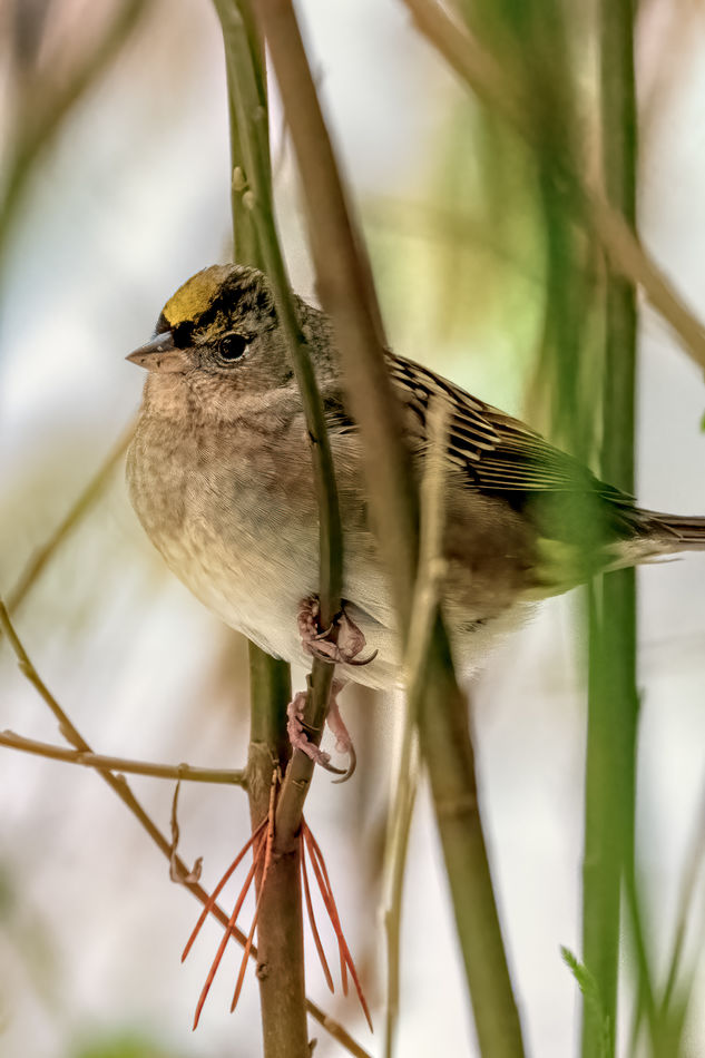 Golden-crowned Sparrow...