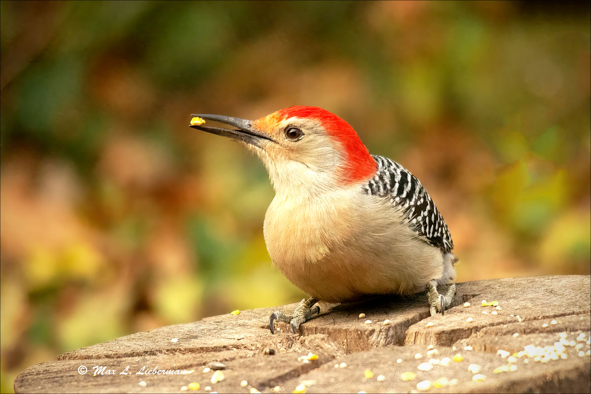 Male red bellied woodpecker...