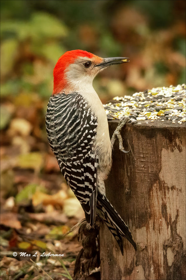 Male red bellied woodpecker...