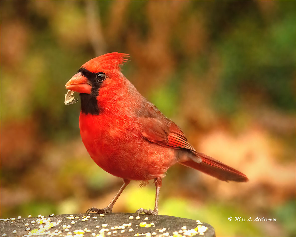 Male northern cardinal...