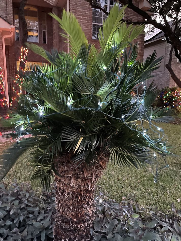 The sago palms in the neighborhood are recovering ...