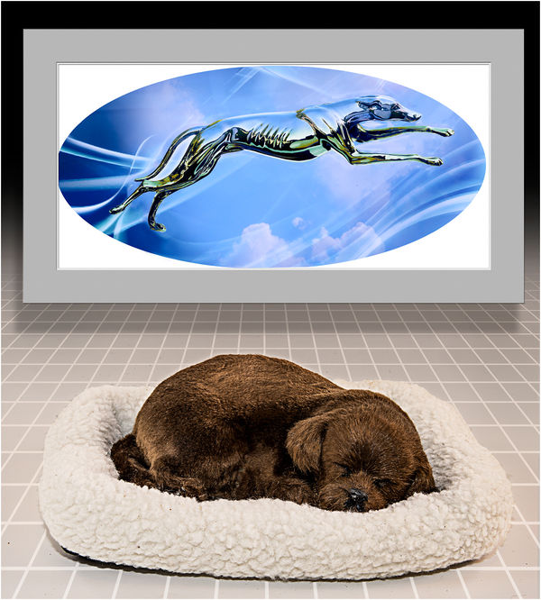 dreaming of dogs download free