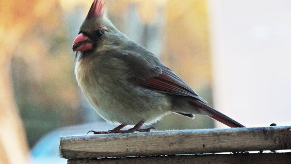 cardinal: