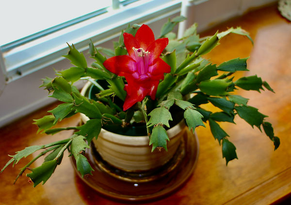 First my Christmas cactus finally produced ONE lar...