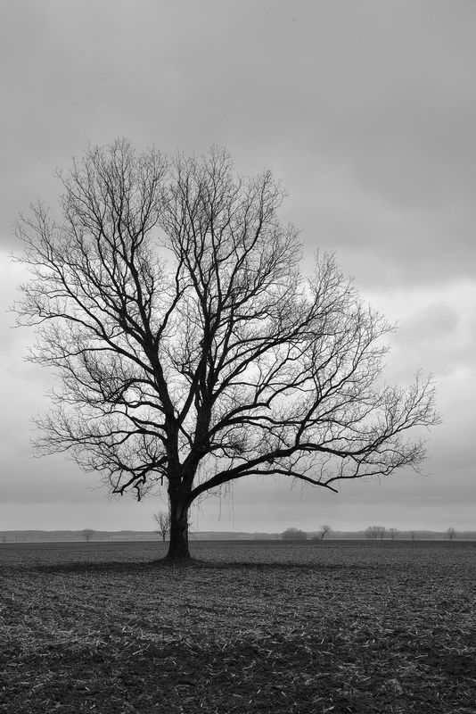 Lone Tree...