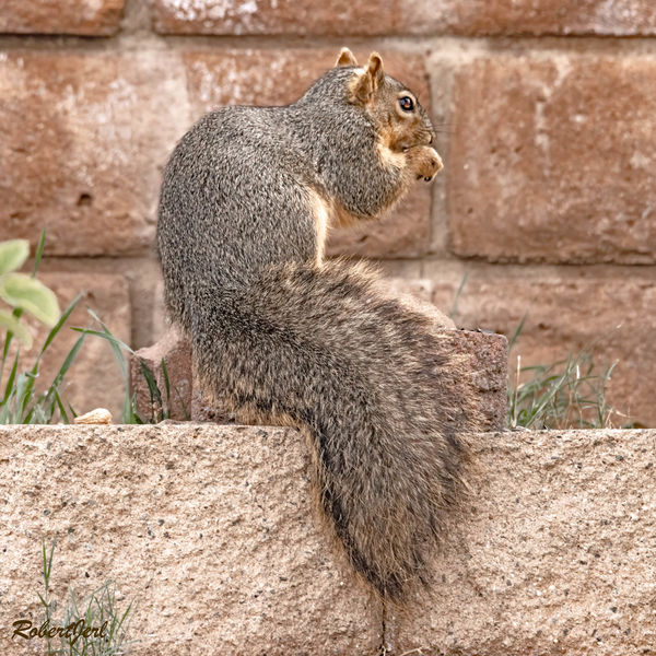#5 Squirrels are smarter, we can chew and pose at ...