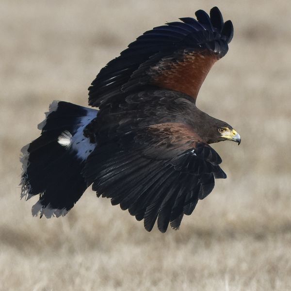 Russian Steppe Eagle...