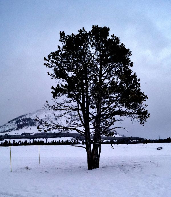 Unusual lone tree on an expansive plain in the par...