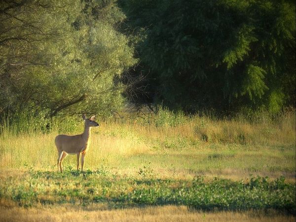 Early morning deer...
