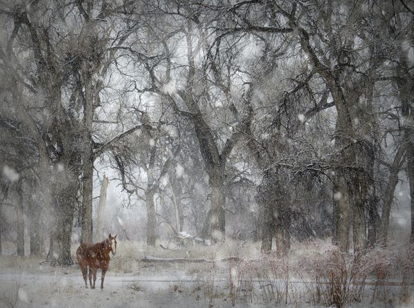 Horse in a snowy cottonwood forest...