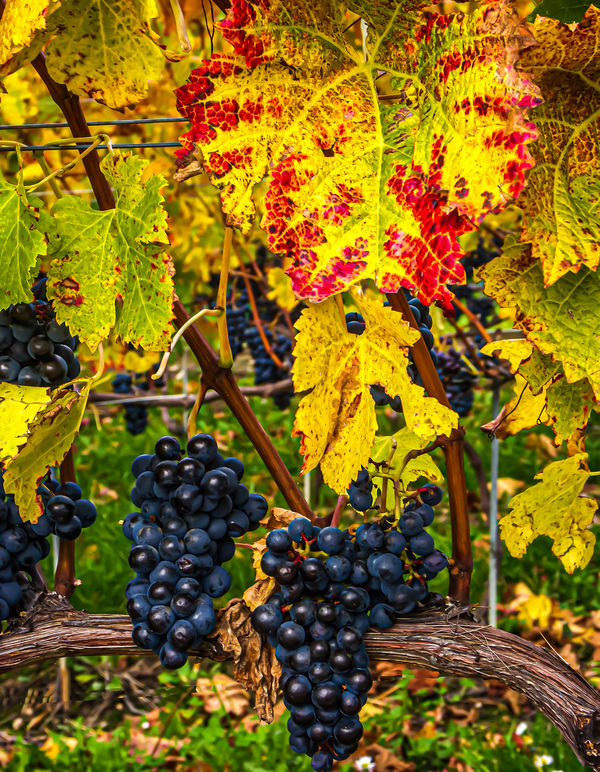 5 - Switzerland/VD/Fechy - Red grapes still hangin...