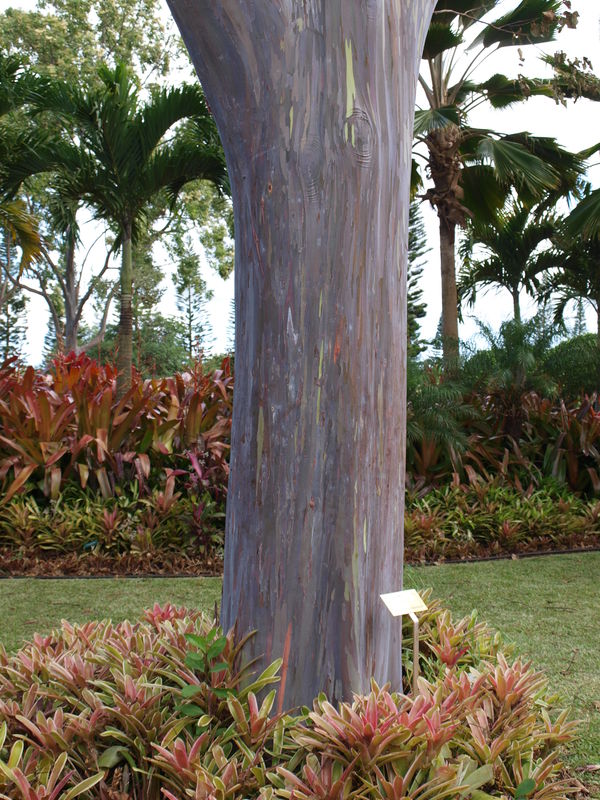 Mindanao Gum Tree...