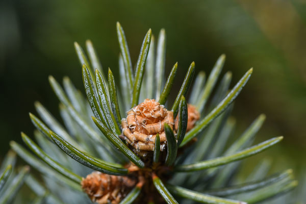 Macro of a pine tree...