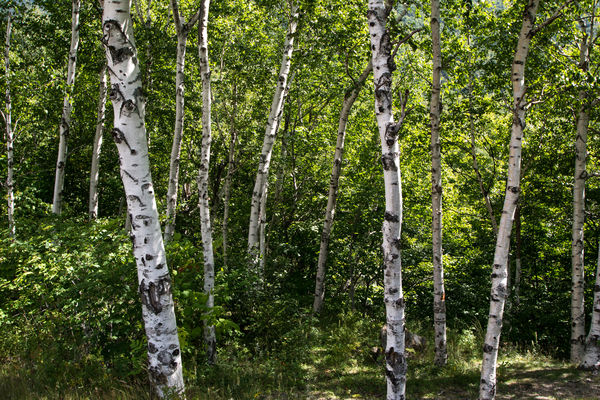 White Birches in New Hampshire...