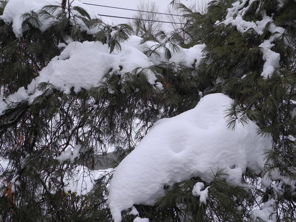 Heavy snow.  Branches held....