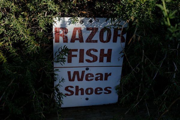Okay I didn't actually see any fish wearing shoes ...