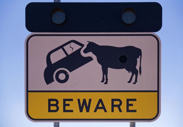 Now this is scary - cattle that eat cars? Well the...