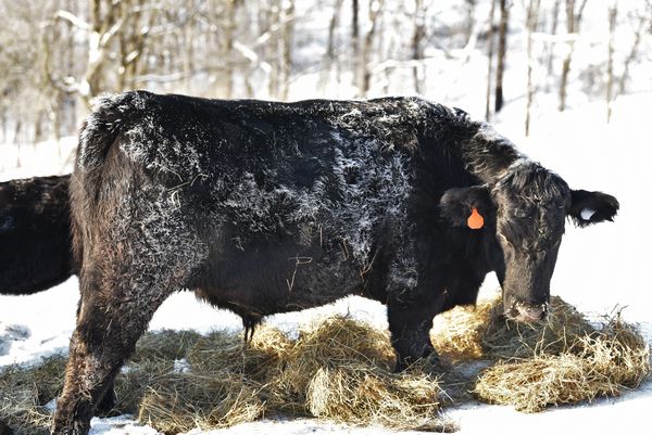 Frosty the steer...