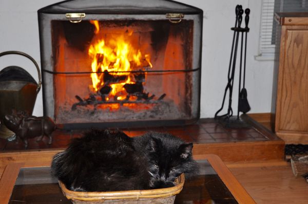 Fuzzy felid in front of fireplace...