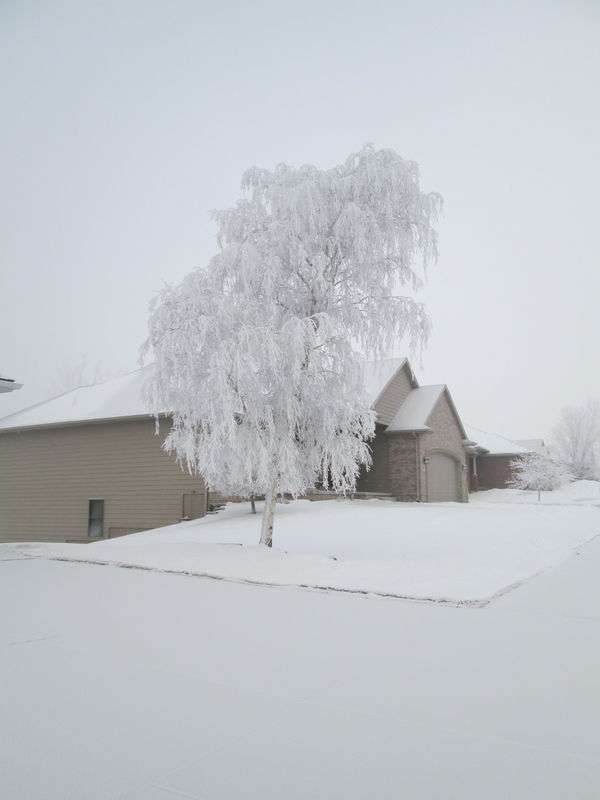 Fog & Frosty tree...