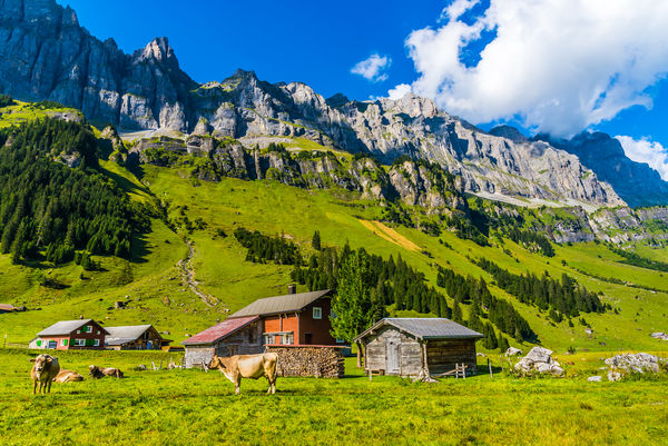 10 - Post 10 - 2016 Switzerland - Photo 4 - Alpine...