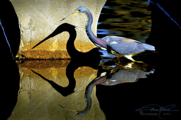 Tricolor Heron with fun shadows and reflections...