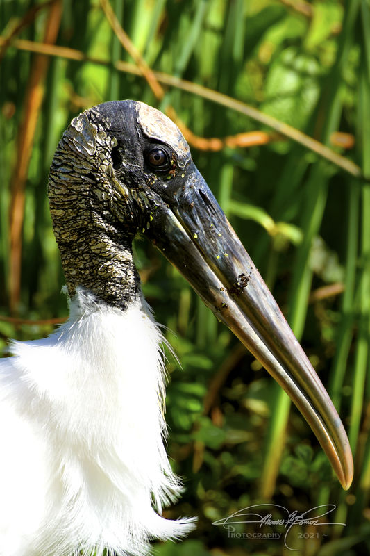 Wood Stork finally in the light just right so you ...