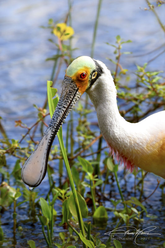 Roseate Spoonbill - with some breeding display...