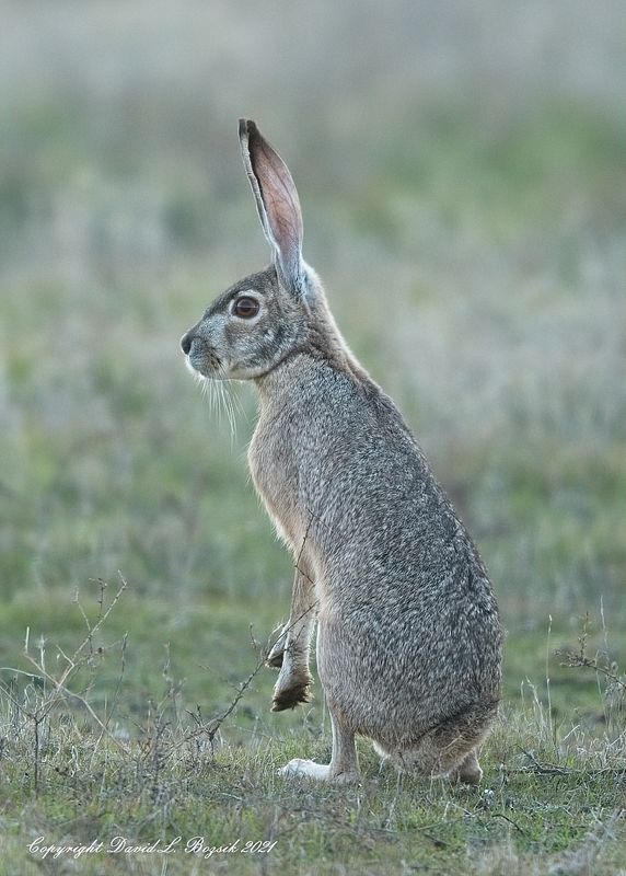 Blacktail hare...