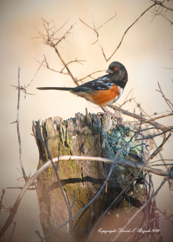 Spotted towhee...