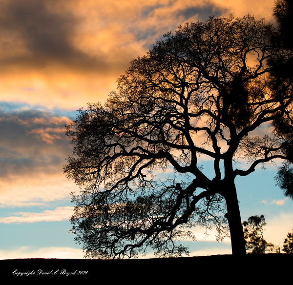 Oak and sunset...