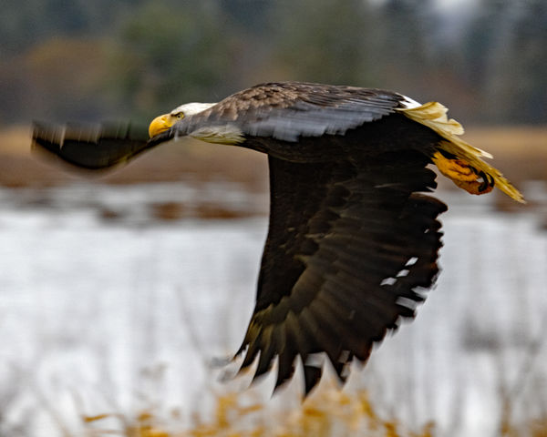 On Wings of an Eagle: asynchronous wings--making right turn? Bird on a ...