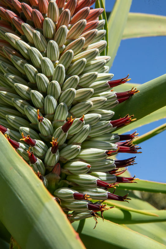 Many aloes have this same type of flower.  They de...