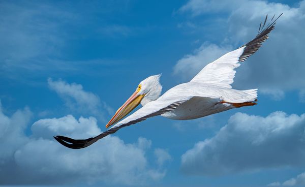 white pelican...