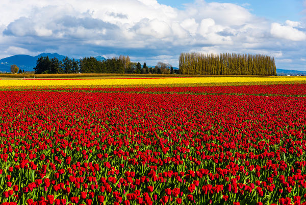 3 - USA/Washington/Skagit County: Tulip fields nea...